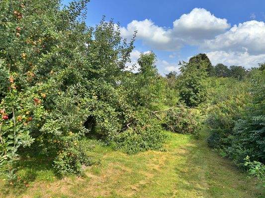 Garten mit Obstbäumen