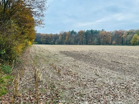 Rheine Bauernhöfe, Landwirtschaft, Rheine Forstwirtschaft