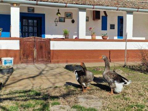 Kiskorös Bauernhöfe, Landwirtschaft, Kiskorös Forstwirtschaft