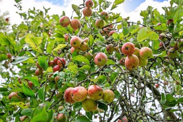 Reetdachhaus nahe der Nordsee