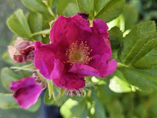 viele Blumen im Garten der Wohnanlage