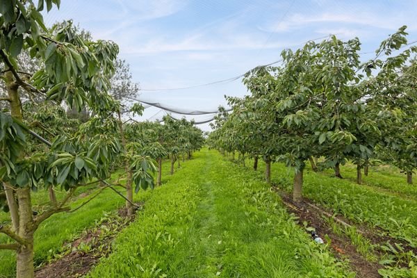 Kirschenplantage