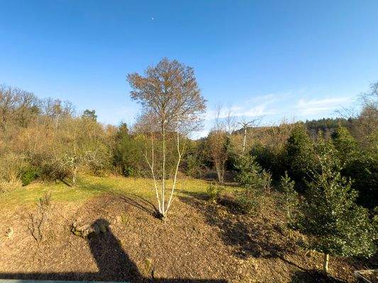 Blick in den oberen Garten und zum Wald