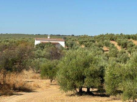 Manzanilla Bauernhöfe, Landwirtschaft, Manzanilla Forstwirtschaft