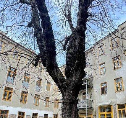 Absolut ruhige Innenhoflage mit Altbaumbestand