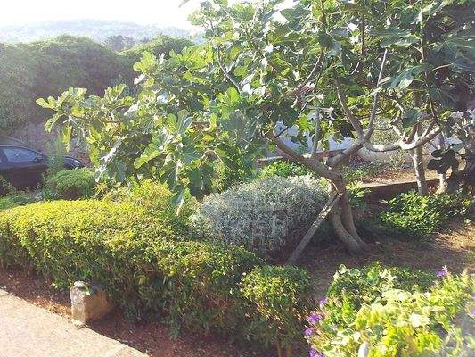 Eine mediterrane Bepflanzung ziert den Garten