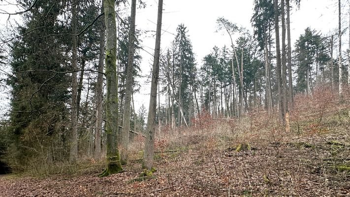 Blick Berg auf nach Osten