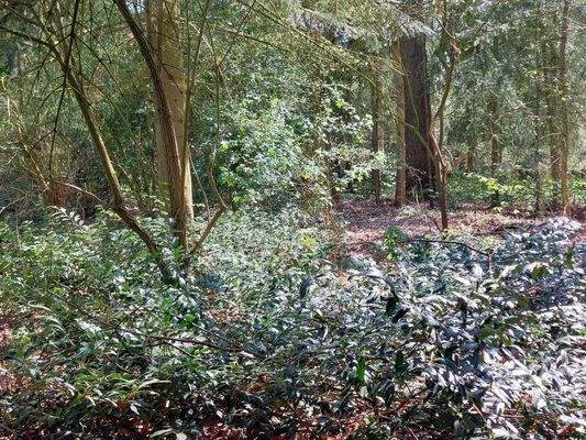 hinterer Gartenbereich - alter Baumbestand