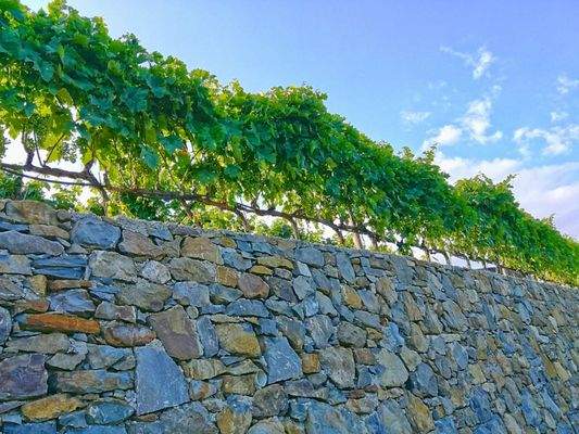 PE672_21 TERRA ITALIA IMMOBILIEN_LIGURIEN_WEINGUT_