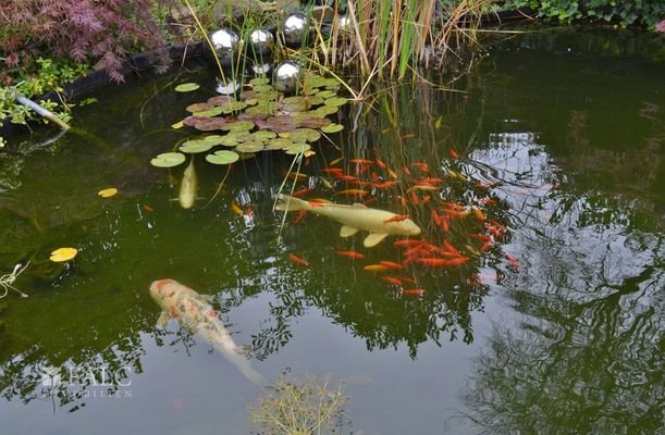 Gartenteich mit Koikarpfen und Goldfischen