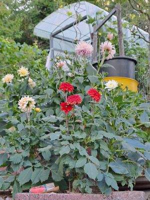 Blumen