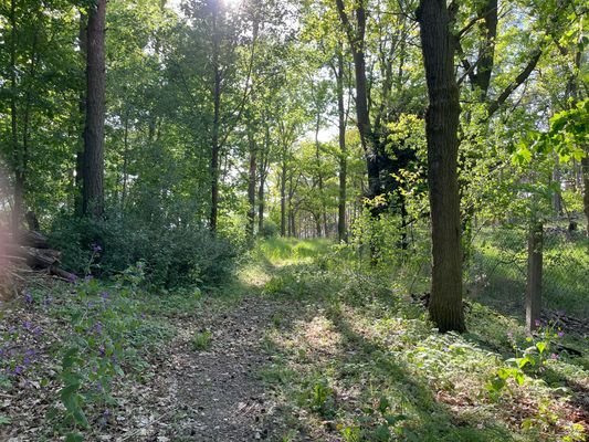 Waldfläche