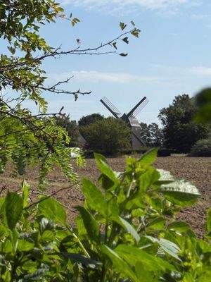Mühle des Freilichtmuseums Klockenhagen