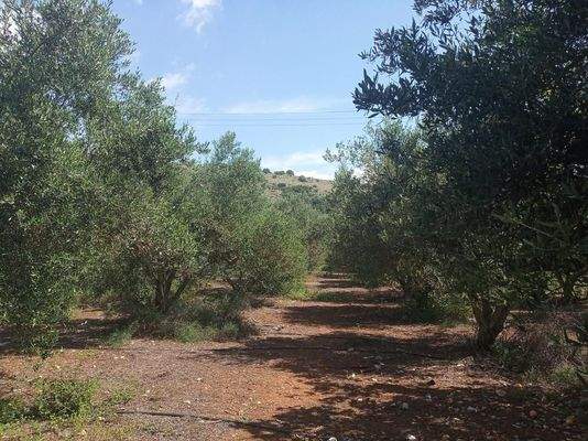 Kreta, Stilos: Landgrundstück mit Wohnhaus zu verkaufen