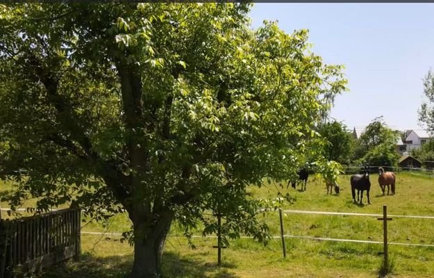 Garten IV.jpg