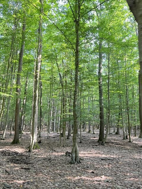 Lucenec Bauernhöfe, Landwirtschaft, Lucenec Forstwirtschaft