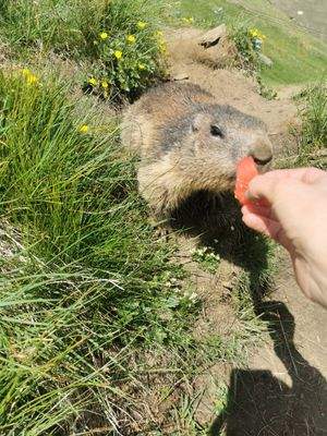 Murmeltier beim Großglockner
