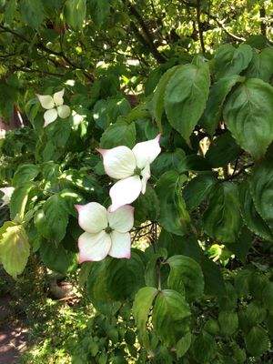 Seltene Blühsträucher