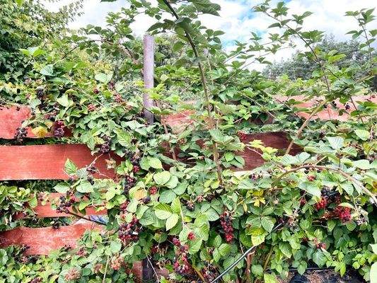 Truemper-Immobilien-Kolczewo-Ferienanlage00021