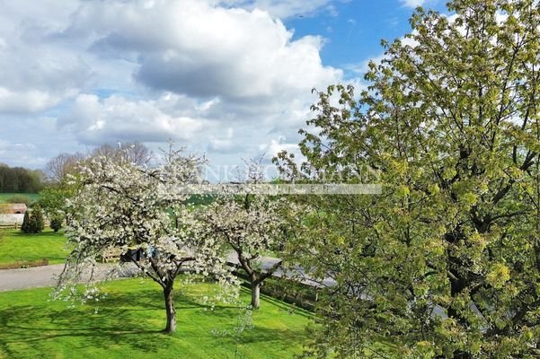 Die Kirschblüte im Garten