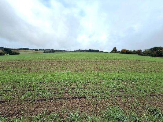 Ackerfläche (3).jpg