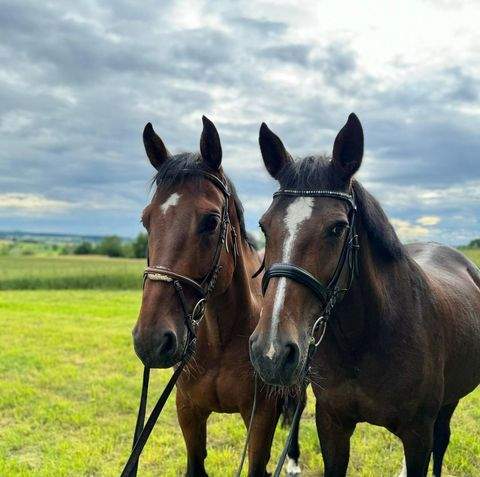 Butjadingen Bauernhöfe, Landwirtschaft, Butjadingen Forstwirtschaft