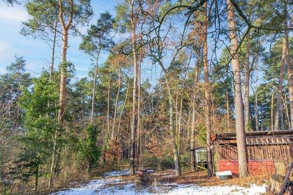 Waldblick hinter dem Grundstück