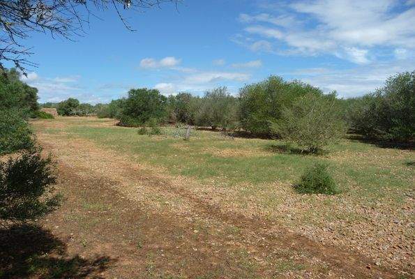 Baugrundstück Porreres