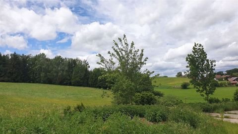 Tann Bauernhöfe, Landwirtschaft, Tann Forstwirtschaft