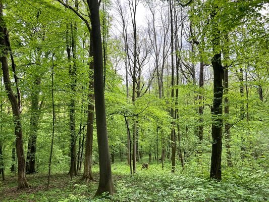 Blick in den Wald