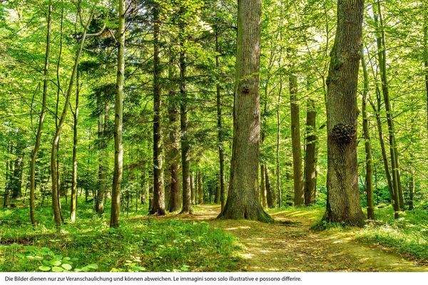 Hof-Sankt Pankraz-maso-val d'ultimo-Ultental-Wald-Wiese