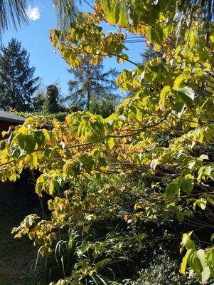 Kirschbaum im Garten