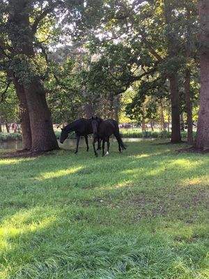 Die Pferde chillen in der Mittagssonne unter den Bäumen