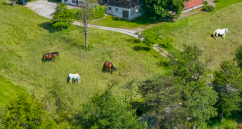 Finning Bauernhöfe, Landwirtschaft, Finning Forstwirtschaft