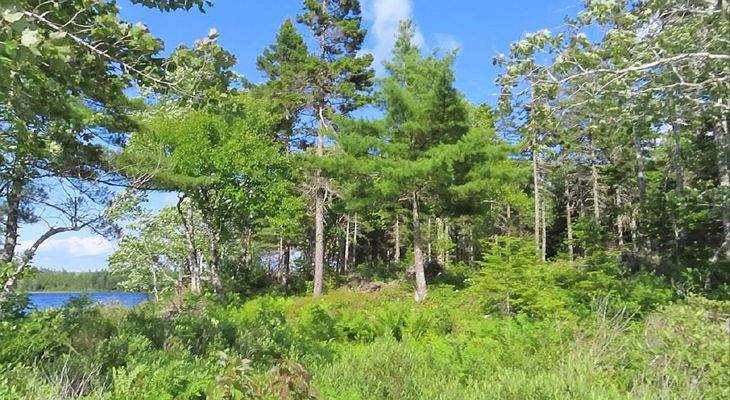 Cape Breton - Third Lake - Wunderschönes See-Uferg