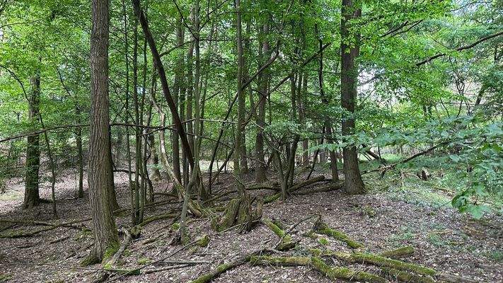 Bestand in Fl.Nr. 551