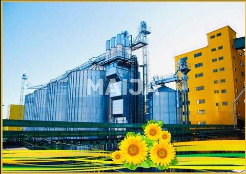 Vaslui Halle, Vaslui Hallenfläche