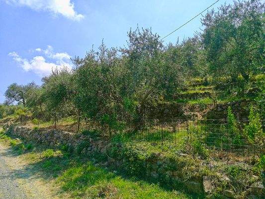 PE672_22 TERRA ITALIA IMMOBILIEN_LIGURIEN_WEINGUT_