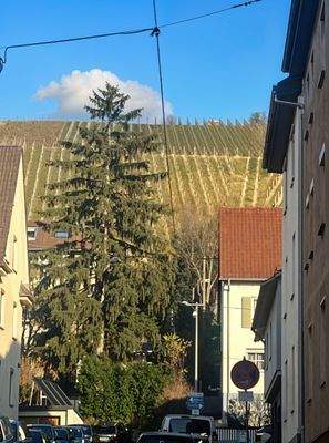 Weinberge