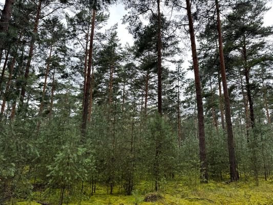 Blick in den Wald (1)