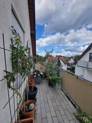 Hier wachsen sogar Tomaten