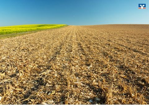 Drebber Bauernhöfe, Landwirtschaft, Drebber Forstwirtschaft