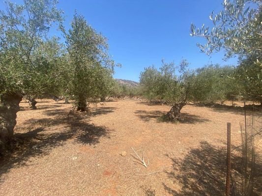 Kreta, Drapanos: Grundstück zu verkaufen im Dorf Drapanos