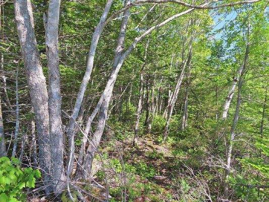 Cape Breton - 37,4 Hektar mit Atlantik-Zugang in t