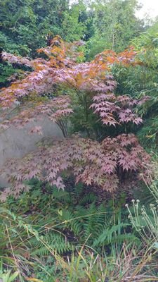 Garten 7.jpg