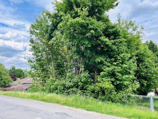 Grundstück mit Baumbestand auf der Südseite mit sep. Zufahrt