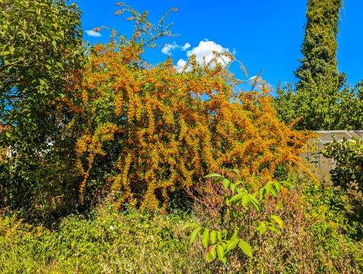 Spätsommer im Garten
