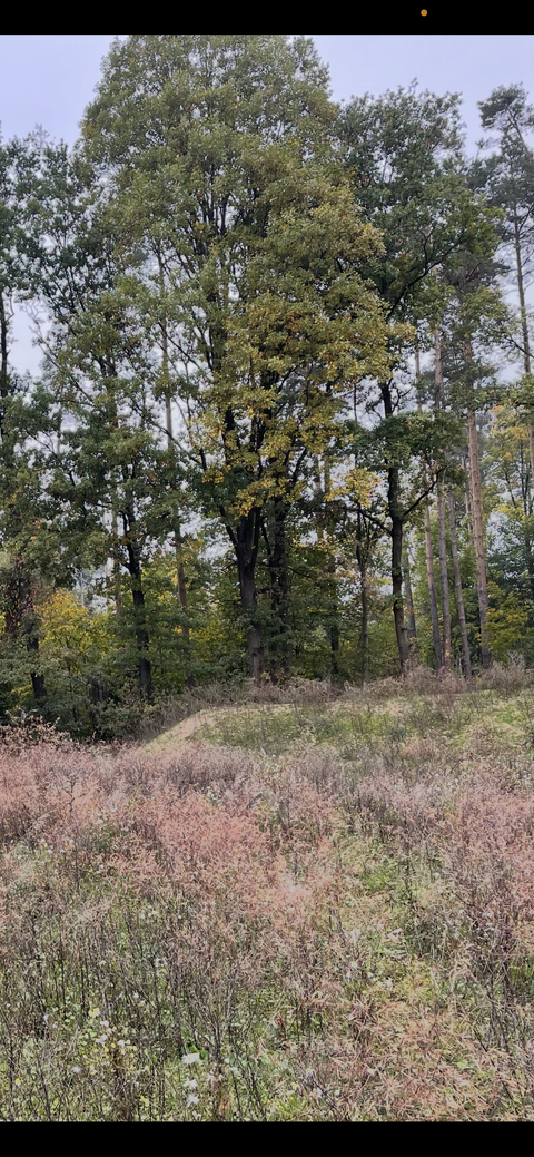Sonnefeld Grundstücke, Sonnefeld Grundstück kaufen