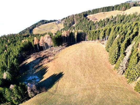 Wald- und Wiesenfläche