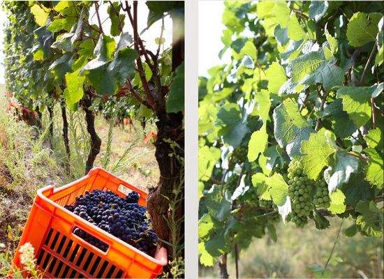 Riesling & Pinot Noir